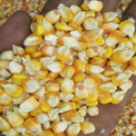 yellow-corn